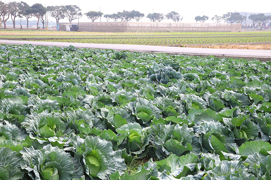 syong_cyuan_cabbage_wholesale_p01