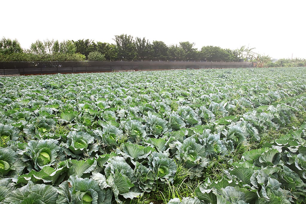 syong_cyuan_cabbage_wholesale_p02