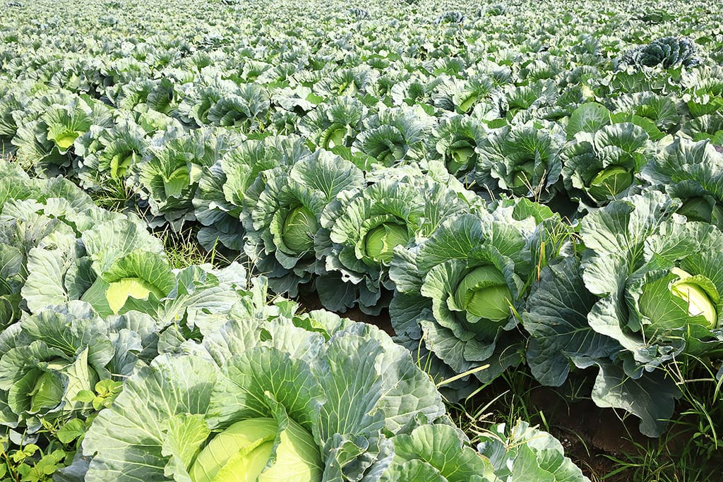syong_cyuan_cabbage_wholesale_p03