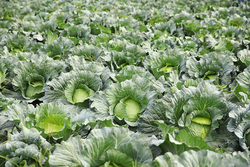 syong_cyuan_cabbage_wholesale_p04