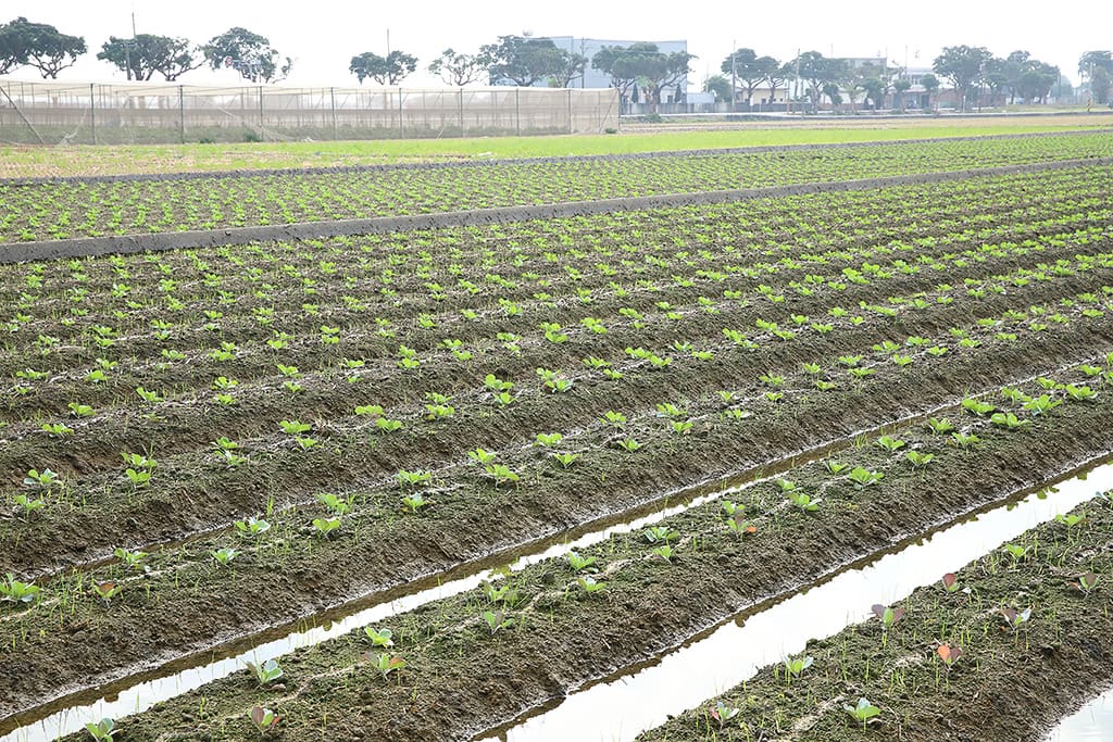 syong_cyuan_cabbage_wholesale_p05