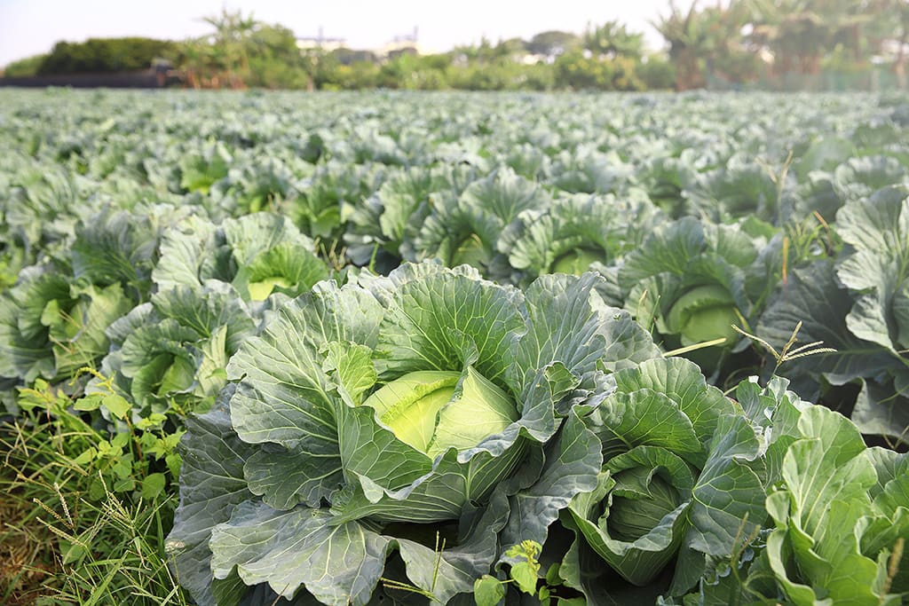 syong_cyuan_cabbage_wholesale_p06