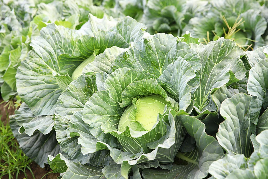 syong_cyuan_cabbage_wholesale_p07